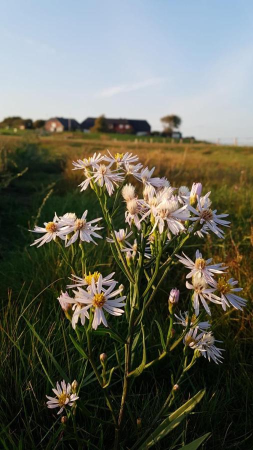 Hare Ferienwohnungen Langeneß Exteriér fotografie